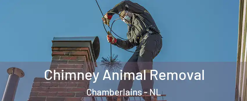  Chimney Animal Removal Chamberlains - NL