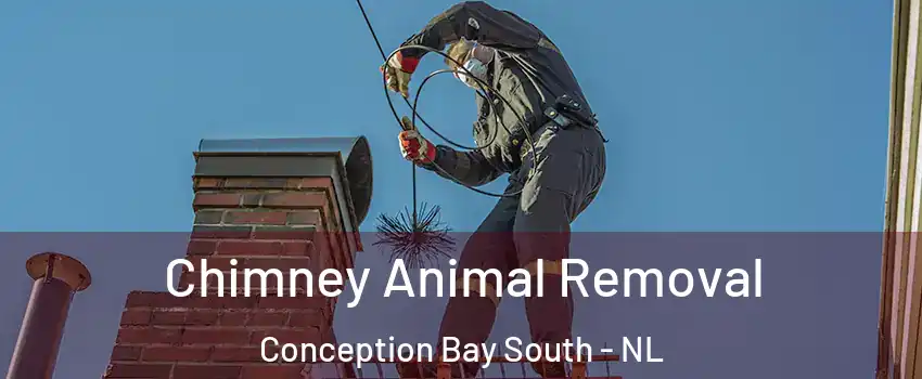  Chimney Animal Removal Conception Bay South - NL