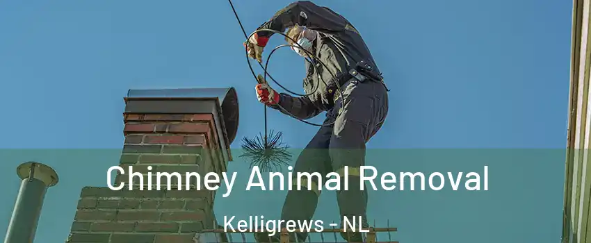 Chimney Animal Removal Kelligrews - NL