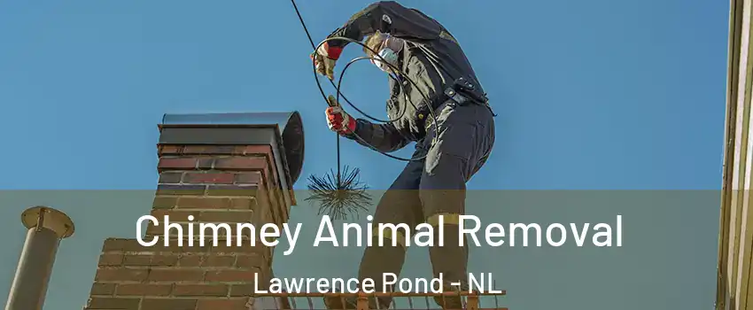  Chimney Animal Removal Lawrence Pond - NL