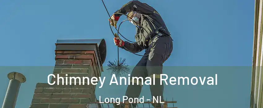  Chimney Animal Removal Long Pond - NL