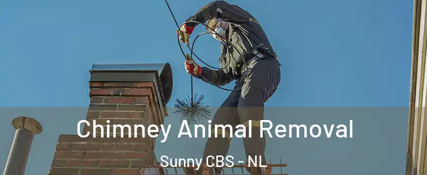  Chimney Animal Removal Sunny CBS - NL