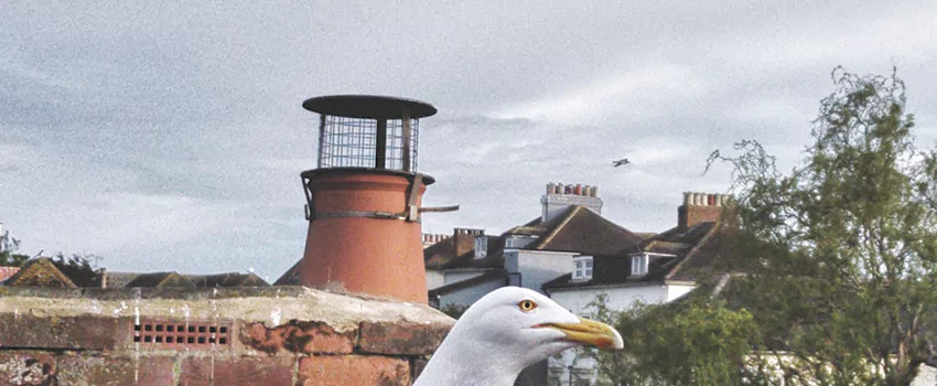 Chimney Cap Bird Guard Repair in Lawrence Pond, Newfoundland